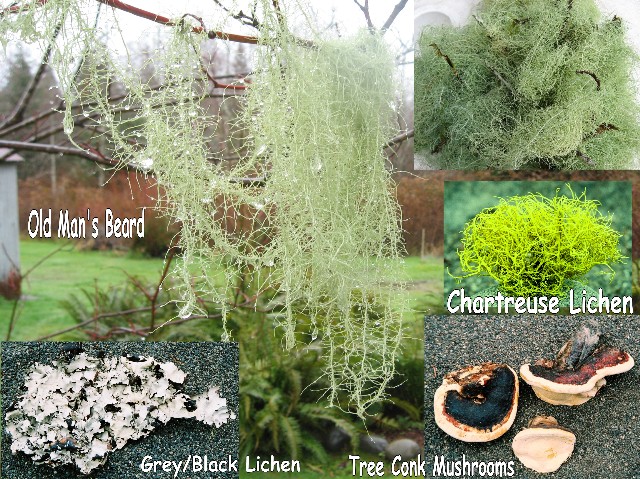 Small Case Of All Lichens And Tree Mushrooms